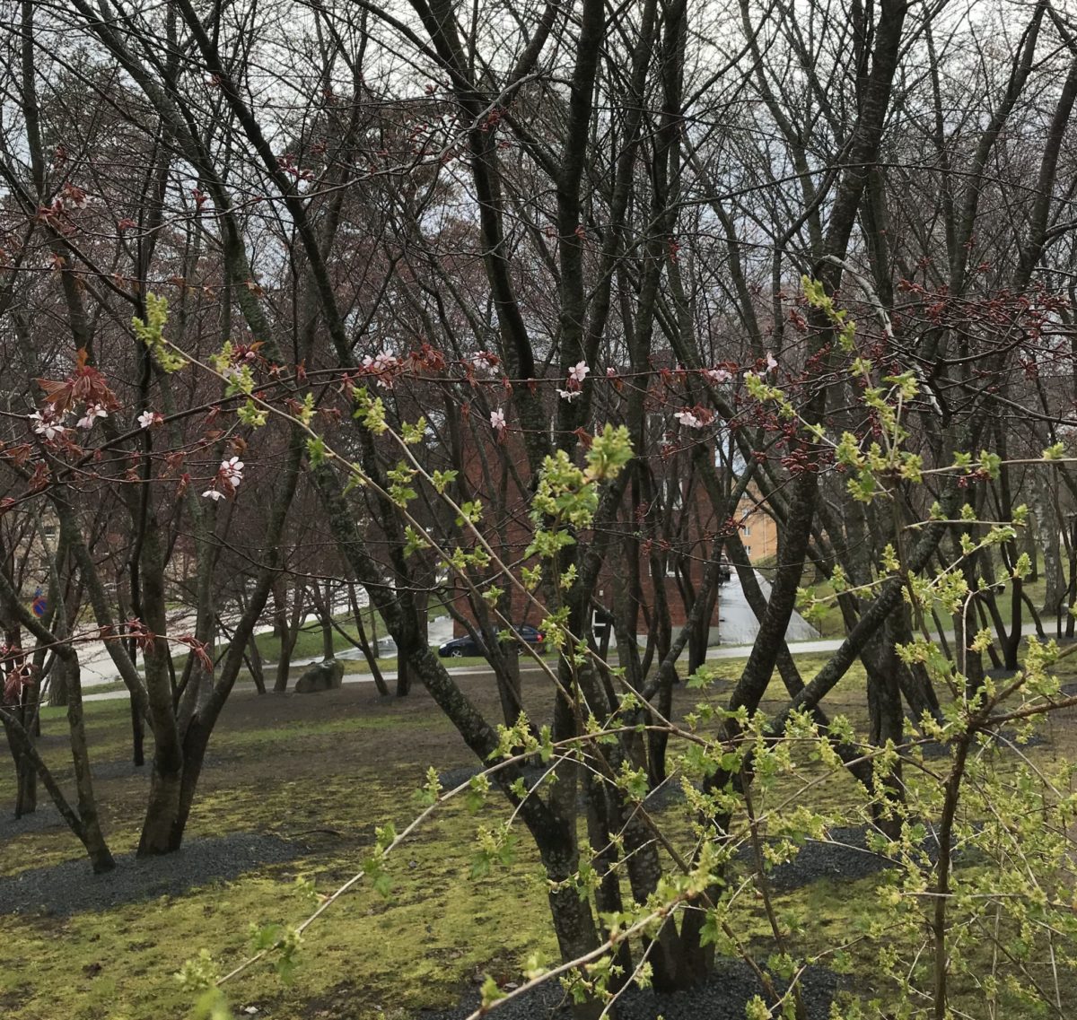 Les cerisiers japonais de Roihuvuori