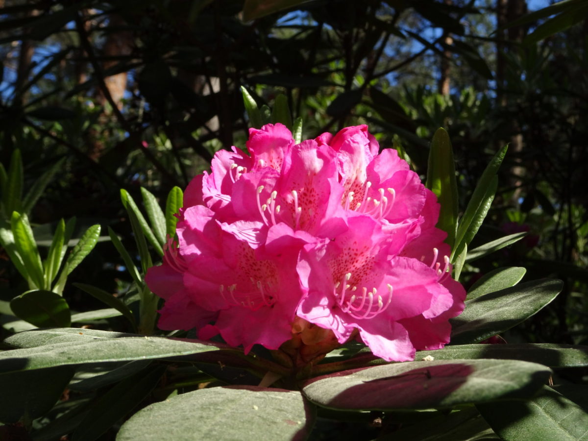 Pique-nique au parc des rhododendrons 🗓 🗺